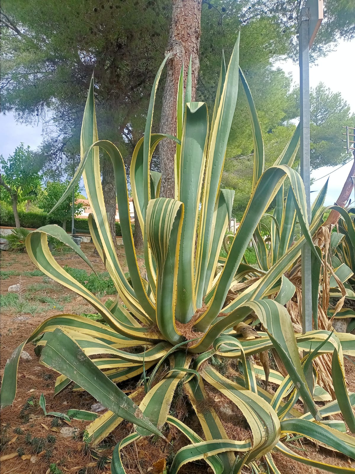 Coneixent l’Atzavara