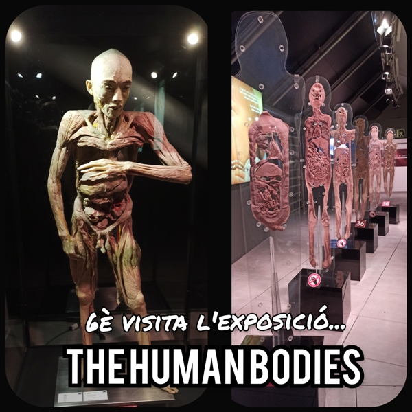 6è visita l’exposició The Human Bodies